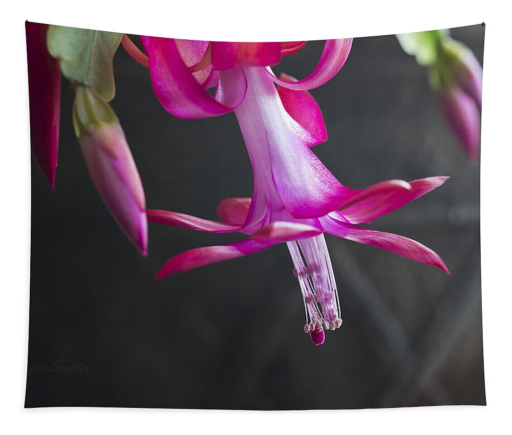 Pink Tapestry featuring the photograph Pink Christmas Cactus by Roger Snyder