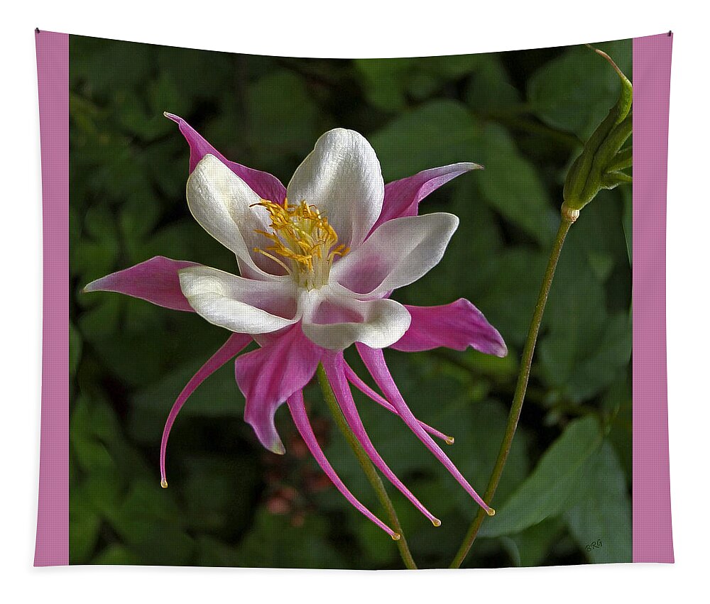 Pink Flower Tapestry featuring the photograph Pink Columbine Flower by Ben and Raisa Gertsberg