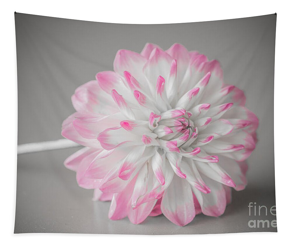 Flower Tapestry featuring the photograph Pink Dahlia by Amanda Mohler