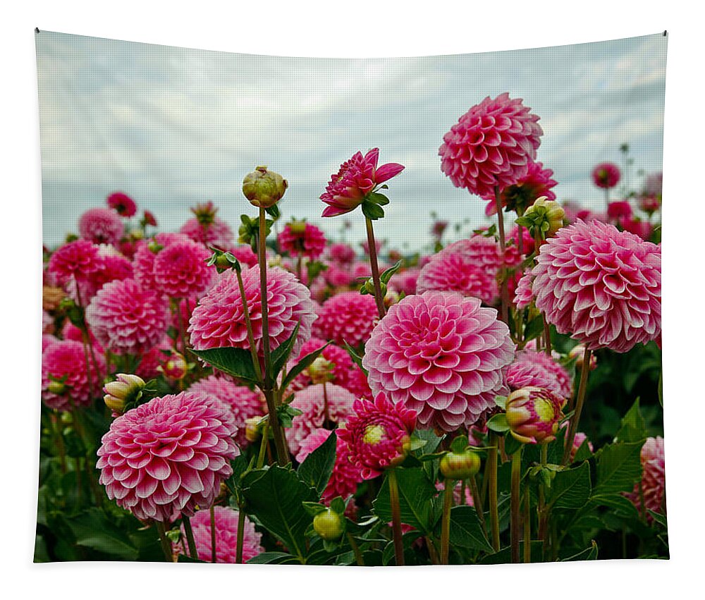 Dahlia Tapestry featuring the photograph Pink Dahlia Field by Athena Mckinzie