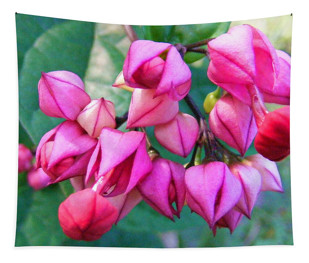Plants Tapestry featuring the photograph Pink Flower Pods 2 by Duane McCullough