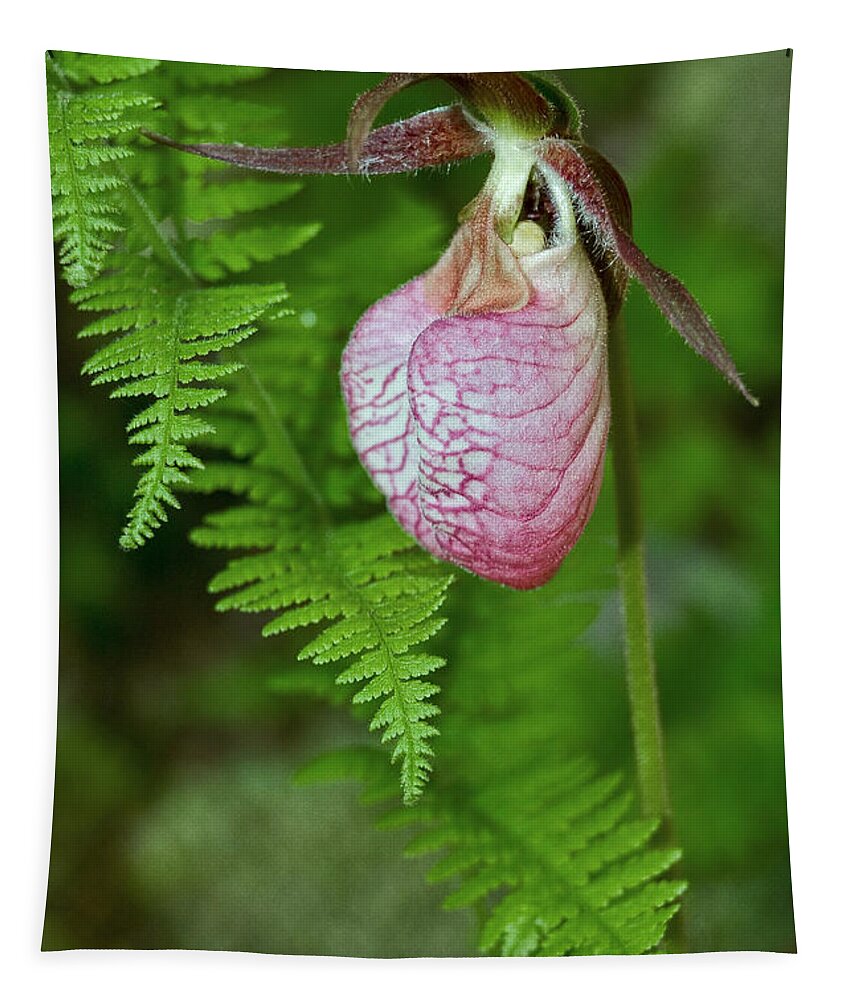 Pink Lady Slipper Tapestry featuring the photograph Pink Lady Slipper by Dale Kincaid