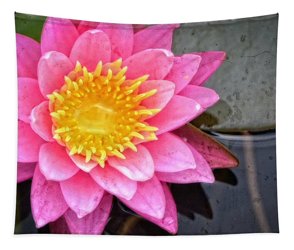 Lotus Tapestry featuring the painting Pink Lotus Flower - Zen Art by Sharon Cummings by Sharon Cummings