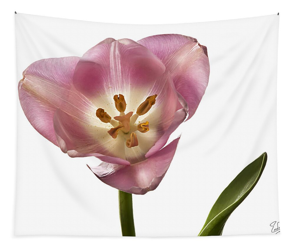 Flower Tapestry featuring the photograph Pink Tulip 1 by Endre Balogh