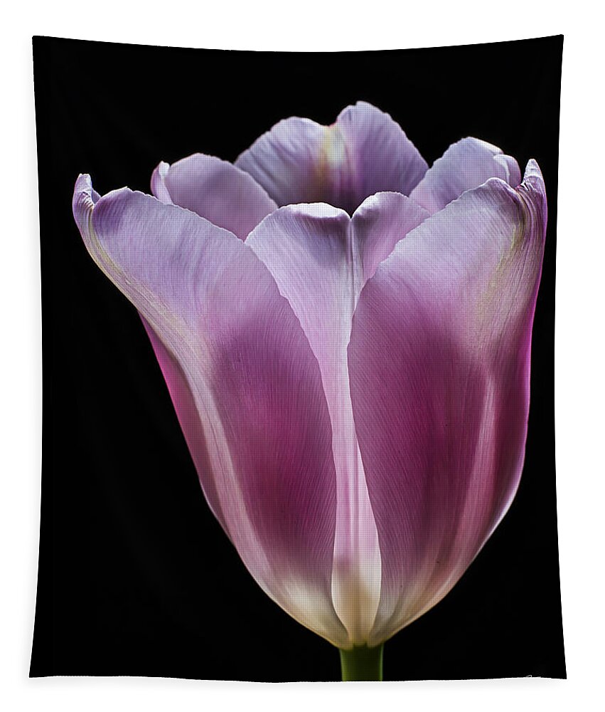 Flower Tapestry featuring the photograph Pink Tulip by Endre Balogh