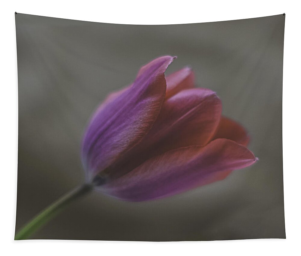 Pink Tulip Tapestry featuring the photograph Pink Tulip by Ron Roberts