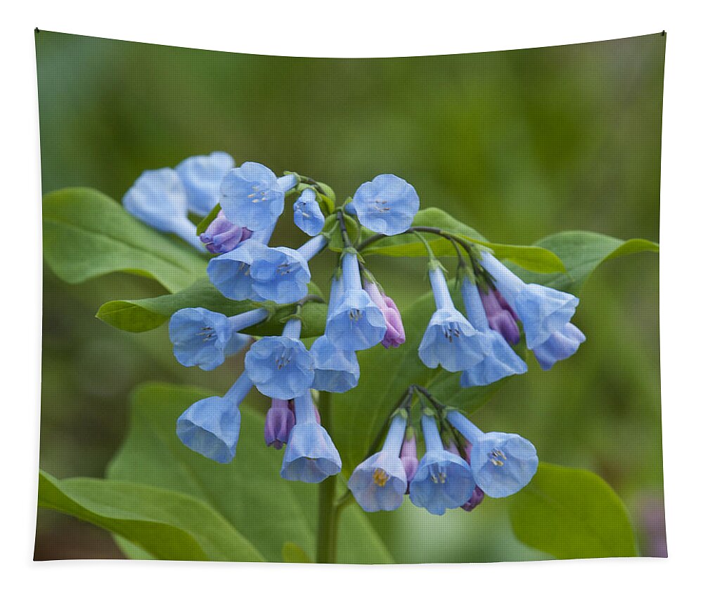 Spring Tapestry featuring the photograph Pink Virginia Bluebells or Virginia Cowslip DSPF265 by Gerry Gantt