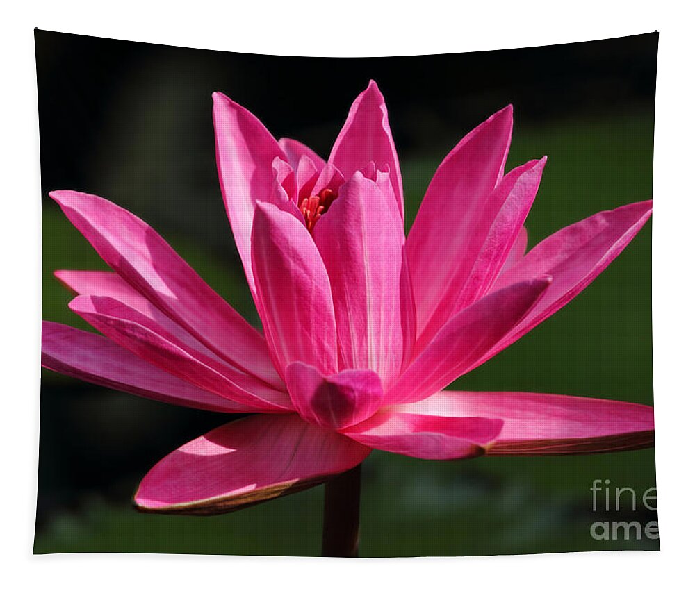 Water Lily Tapestry featuring the photograph Pink Water Lily by Meg Rousher