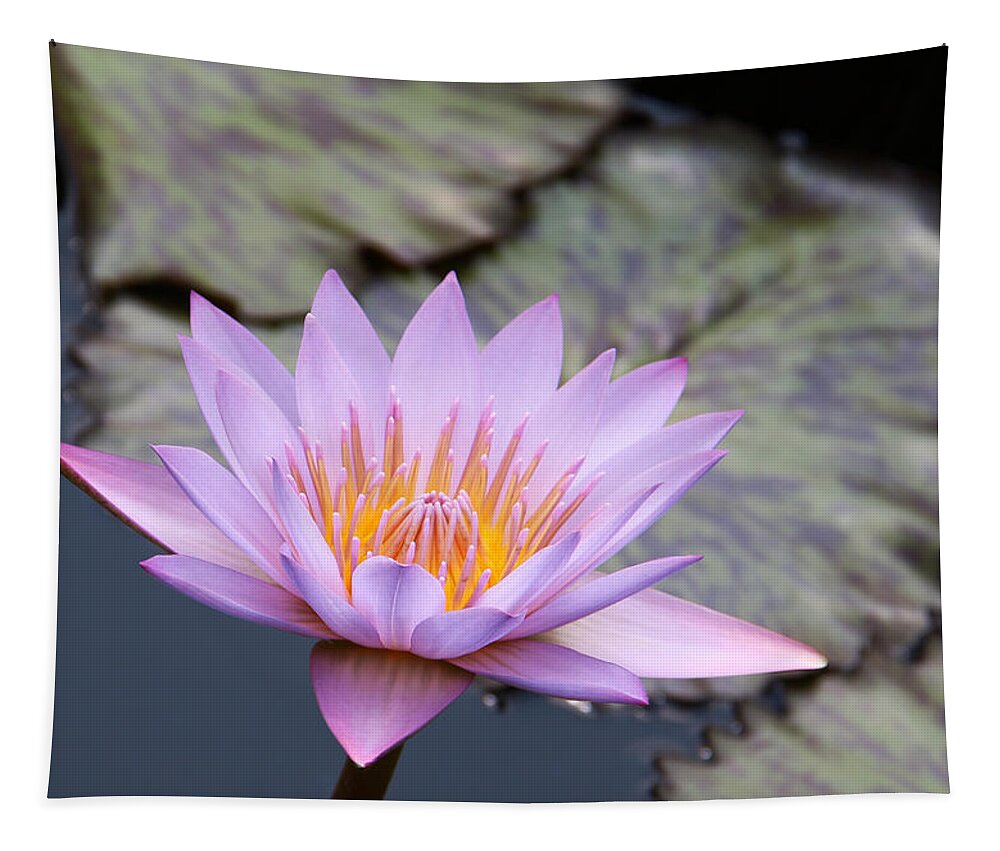 Pink Tapestry featuring the photograph Pink Water lily at Dusk by Yvonne Wright