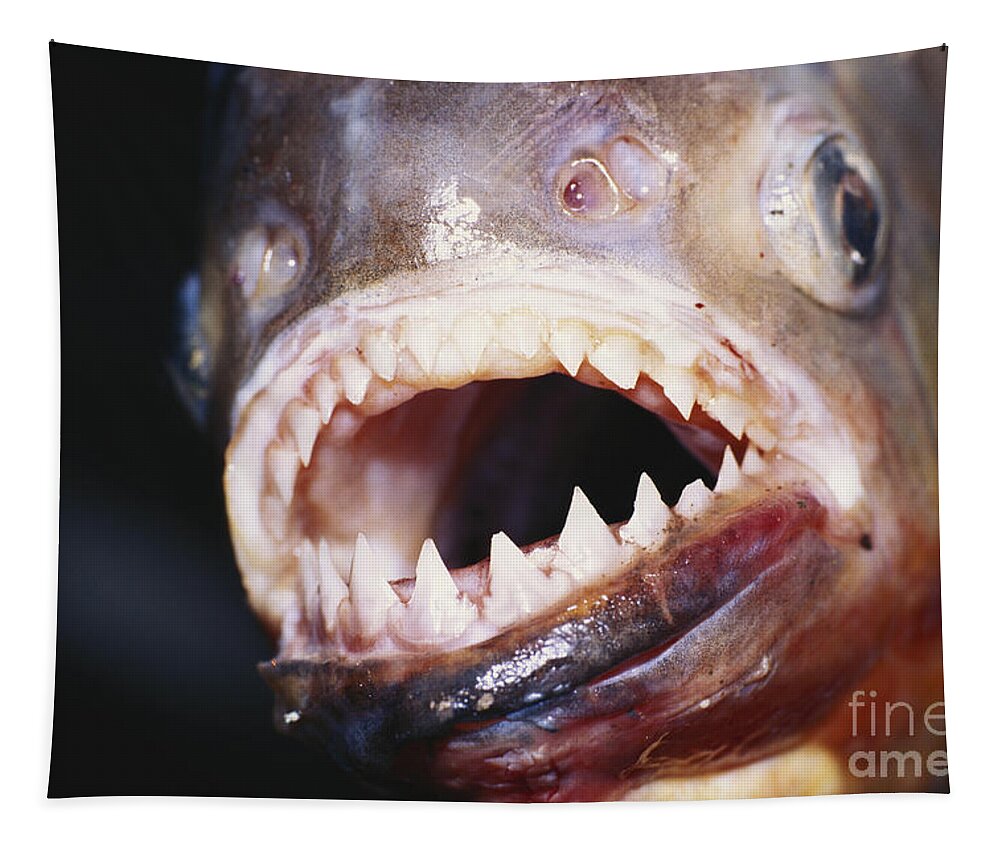 Red-bellied Piranha Tapestry featuring the photograph Piranha Teeth by Jany Sauvanet
