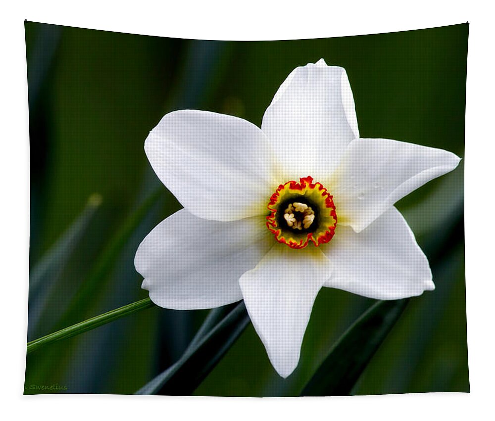Poet's Daffodil Tapestry featuring the photograph Poet's Daffodil by Torbjorn Swenelius