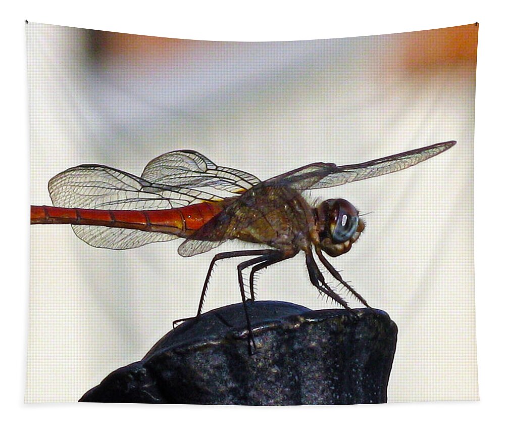 Dragonfly Tapestry featuring the photograph Poised Flame Skimmer by Joe Schofield