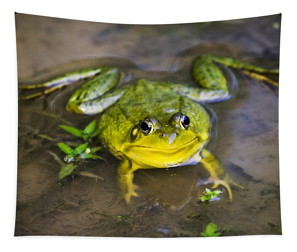 Green Frog Tapestry featuring the photograph Chubby Green Frog by Christina Rollo
