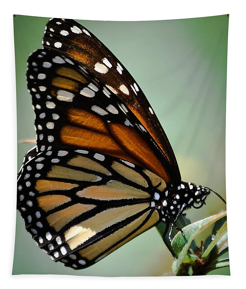 Butterfly Tapestry featuring the photograph Polka Dots and Wings by DigiArt Diaries by Vicky B Fuller