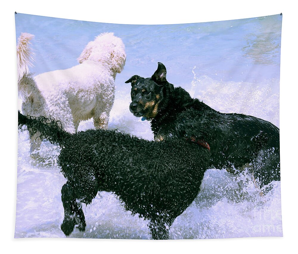 Poodle Tapestry featuring the photograph Pooch Play by Cassandra Buckley