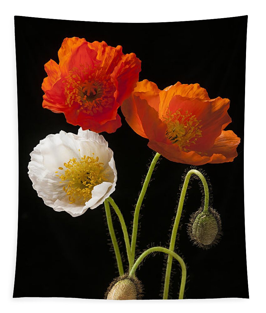 Poppies Tapestry featuring the photograph Poppy flowers on black by Elena Elisseeva