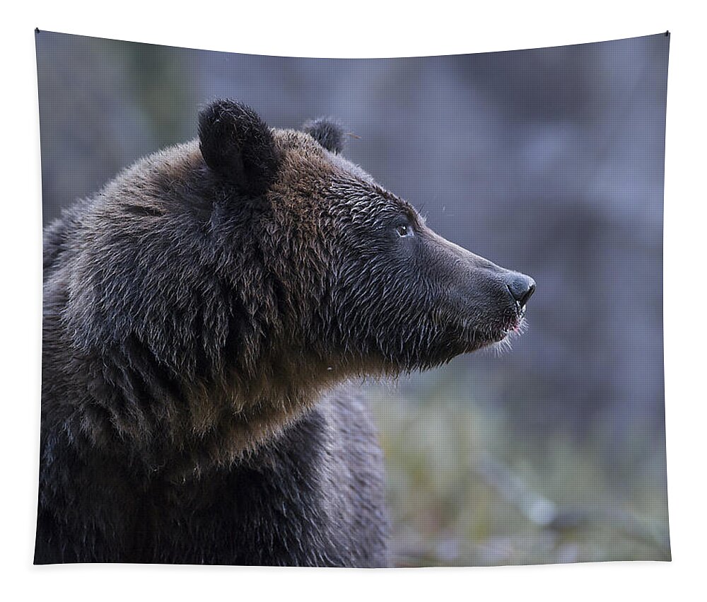 Bear Tapestry featuring the photograph Portrait of a Grizzly by Bill Cubitt
