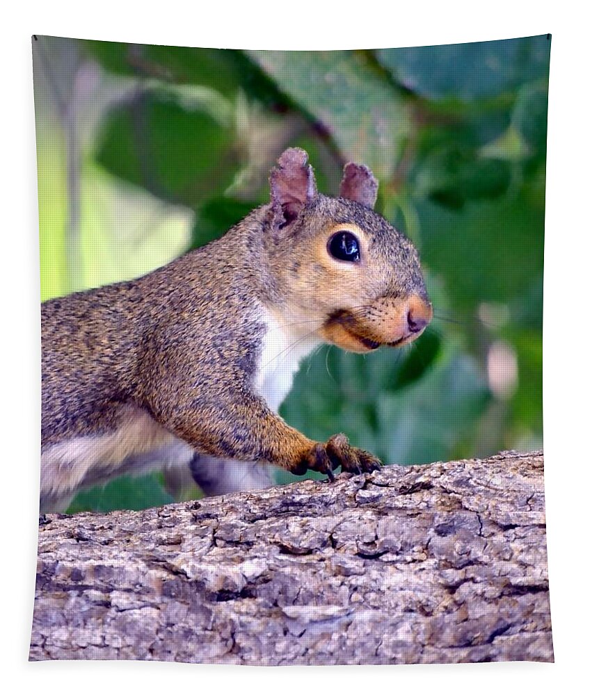 Squirrel Tapestry featuring the photograph Portrait Of A Squirrel by Deena Stoddard