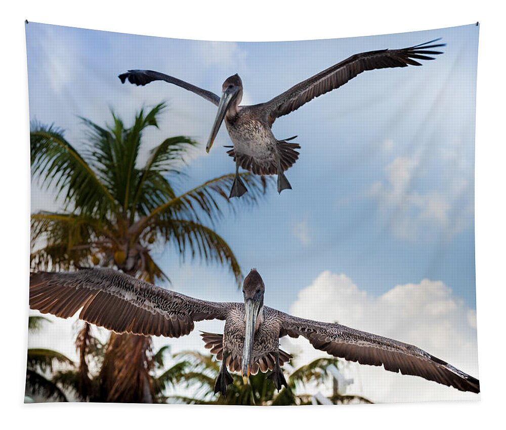 Pelicans Tapestry featuring the photograph Practice Makes Perfect by Karen Wiles