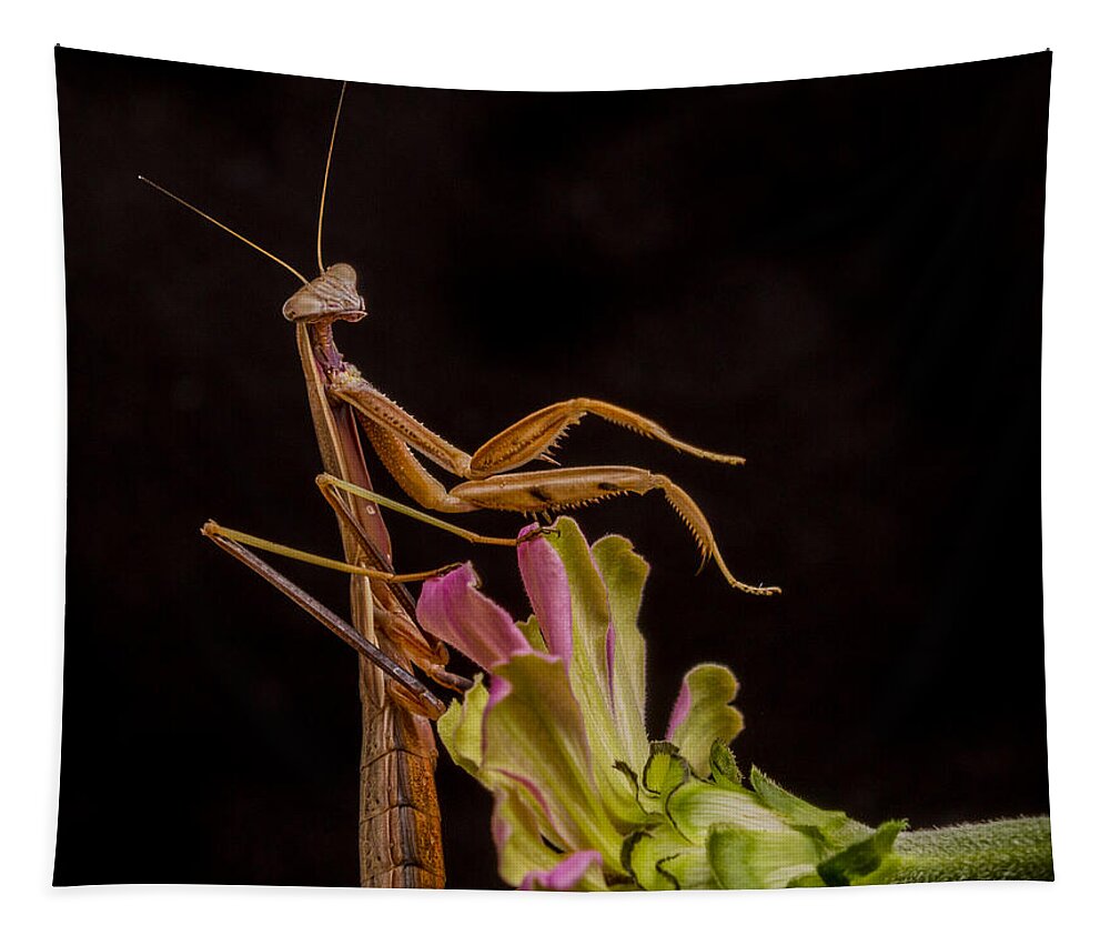 Mantis Tapestry featuring the photograph Praying Mantis Atop Zinnia by Jean Noren