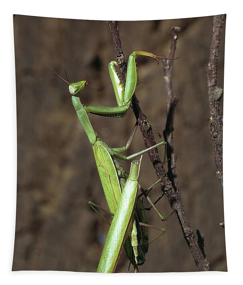 Animal Tapestry featuring the photograph Praying Mantises Mating by Perennou Nuridsany