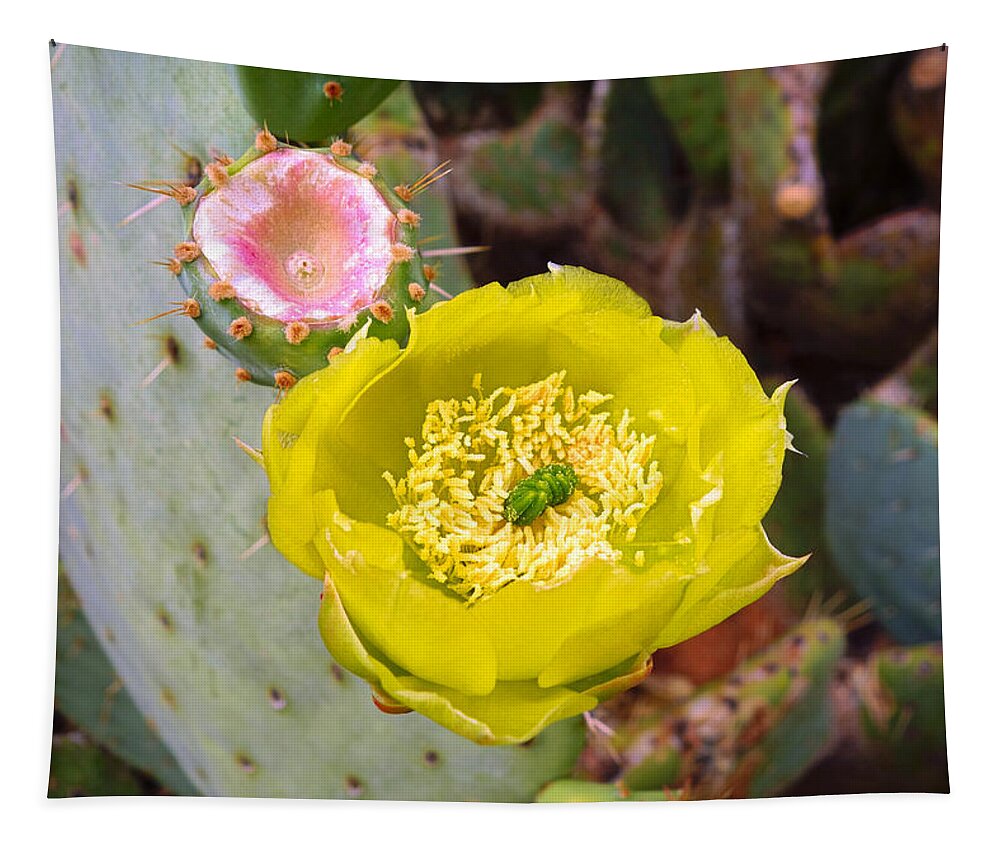 Prickly Pear Tapestry featuring the photograph Prickly Pear Flower and Fruit by Robert Meyers-Lussier
