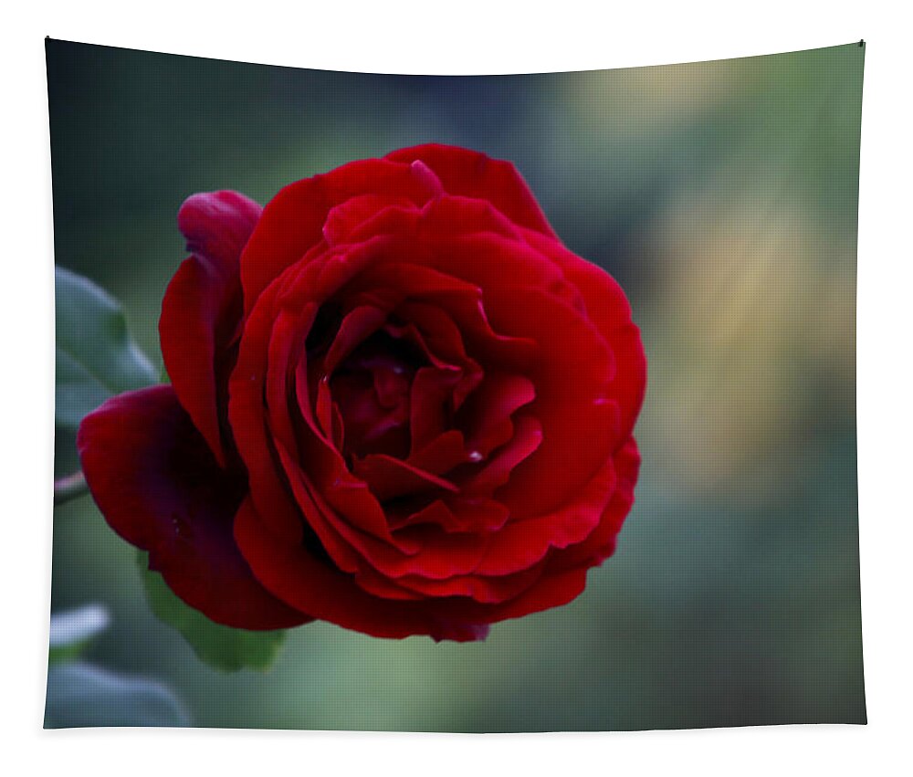 Red Tapestry featuring the photograph Profile of a Red Rose by Diana Haronis