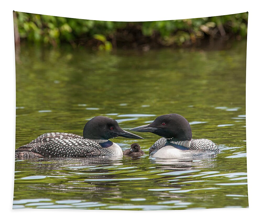 Common Loon Tapestry featuring the photograph Proud Parents by Brenda Jacobs