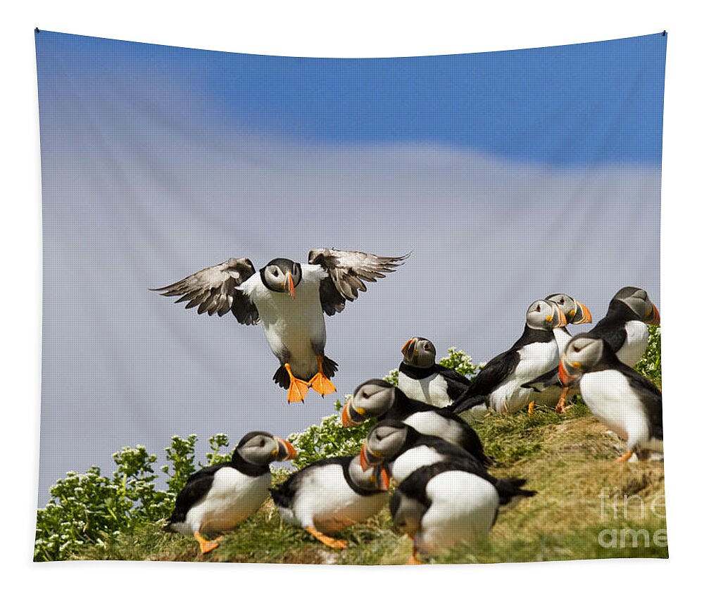 Puffin Tapestry featuring the photograph Puffin Colony on Bird Island Hornoya by Heiko Koehrer-Wagner