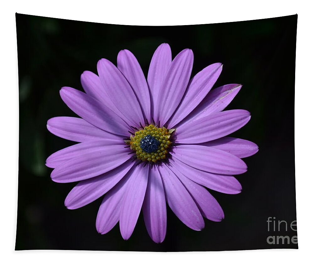Purple Tapestry featuring the photograph Purple African Daisy by Scott Lyons