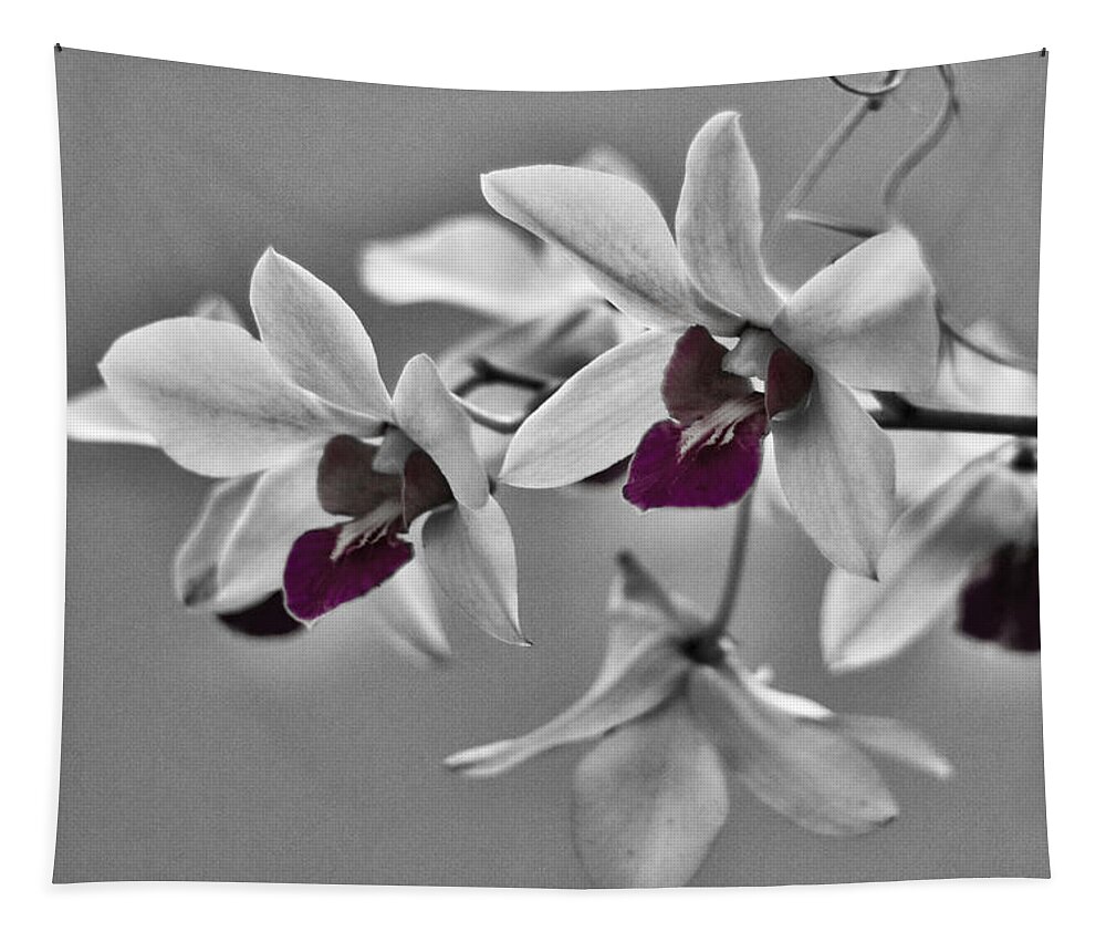 Orchid Tapestry featuring the photograph Purple And Pale Green Orchids - Black and White by Stuart Litoff