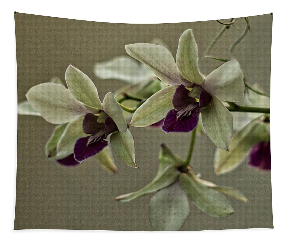 Orchid Tapestry featuring the photograph Purple and Pale Green Orchids by Stuart Litoff