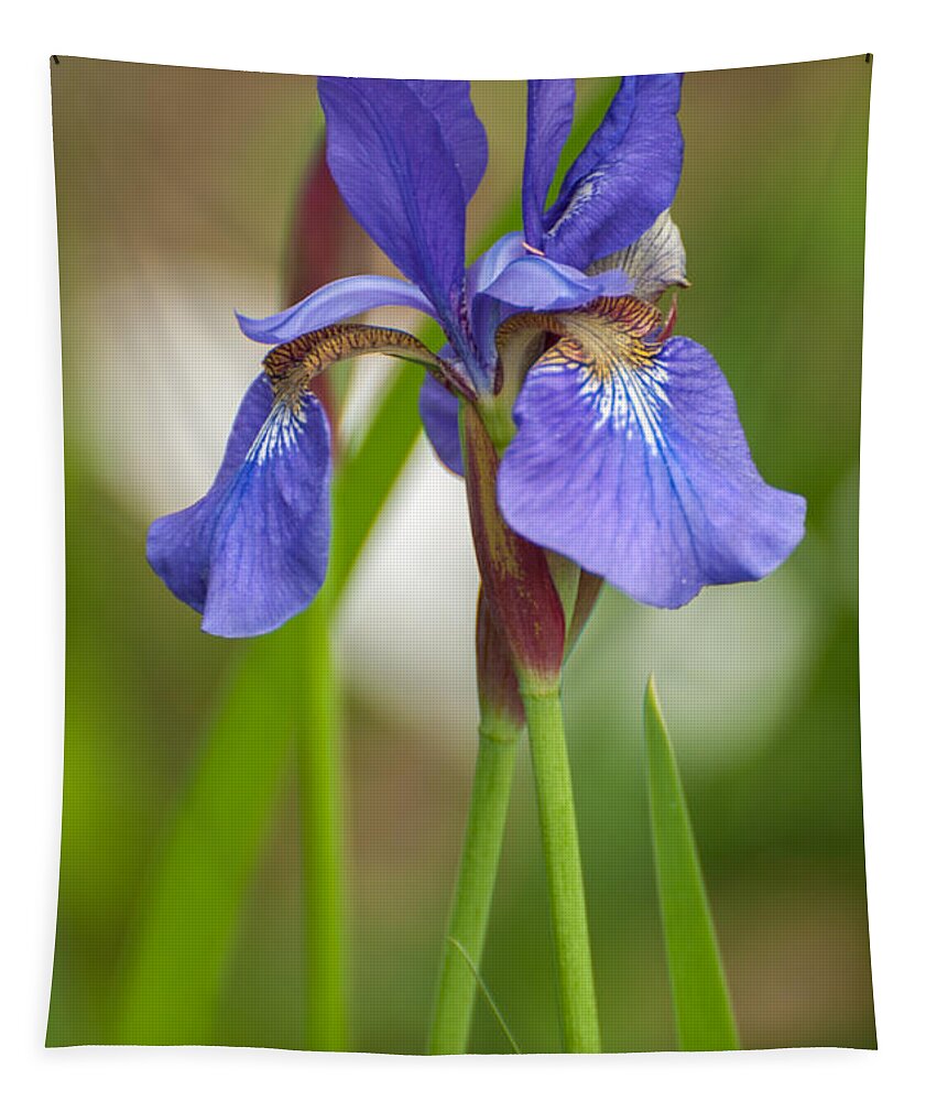 Bearded Iris Tapestry featuring the photograph Purple Bearded Iris by Brenda Jacobs