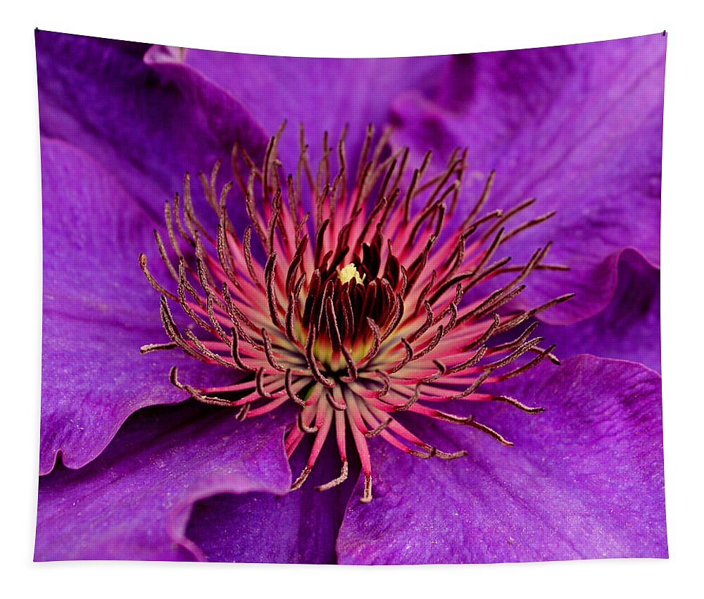 Purple Tapestry featuring the photograph Purple Clematis by Suzanne Stout
