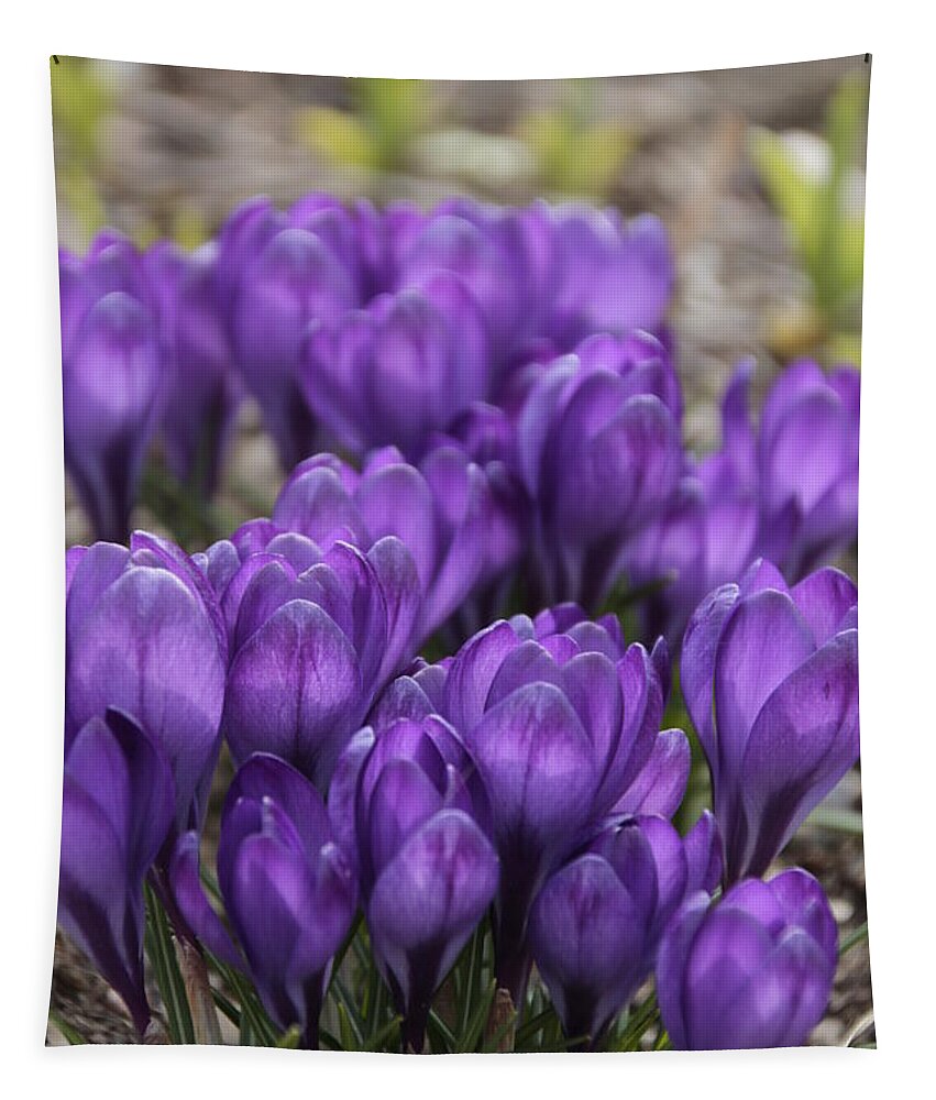 Springtime Tapestry featuring the photograph Purple crocus Flowers by Valerie Collins