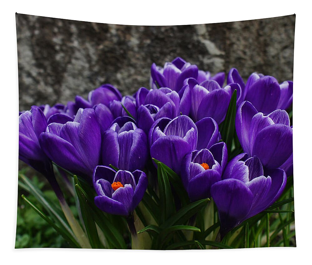 Crocus Tapestry featuring the photograph Purple Crocus by Ron Roberts