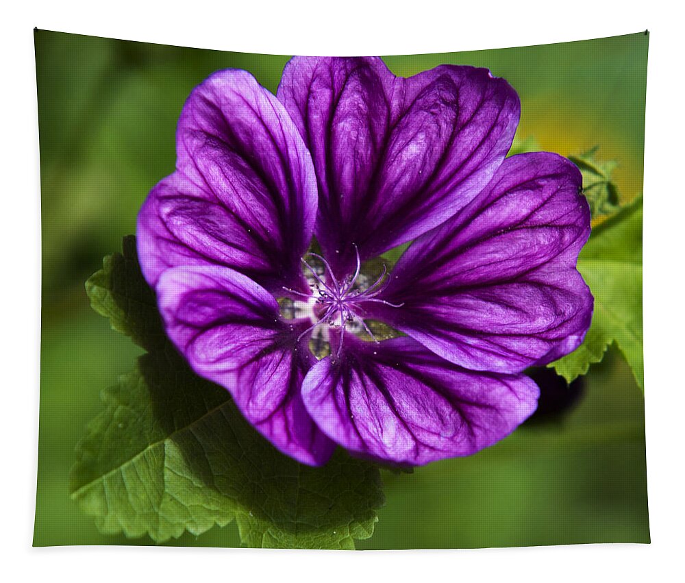 Hollyhock Tapestry featuring the photograph Purple Flower Hollyhock by Christina Rollo