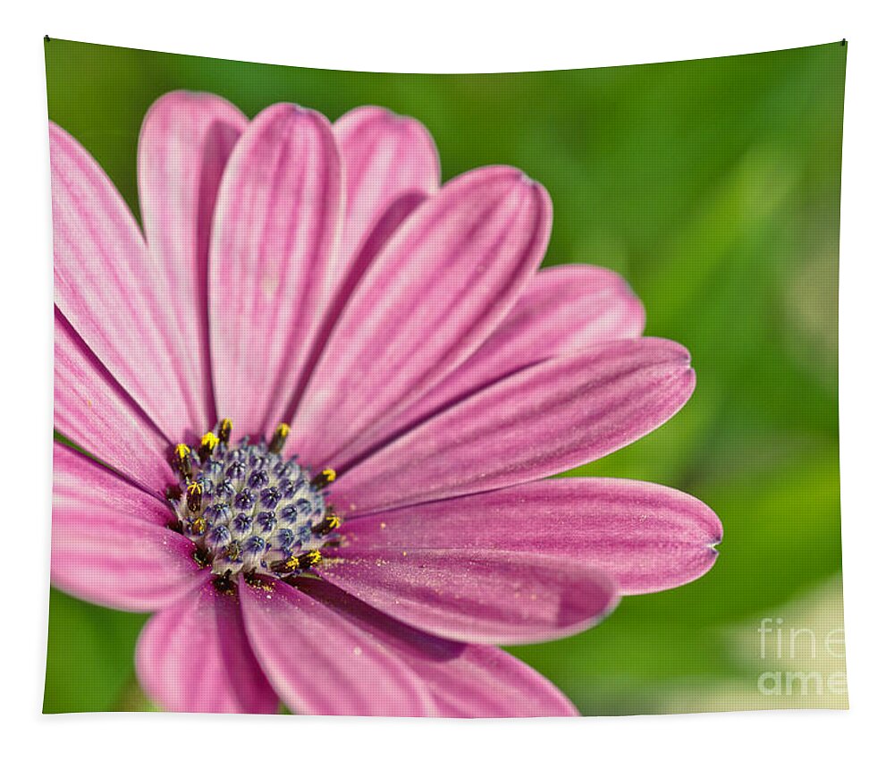 African Daisy Tapestry featuring the photograph Purple african daisy by Martin Capek