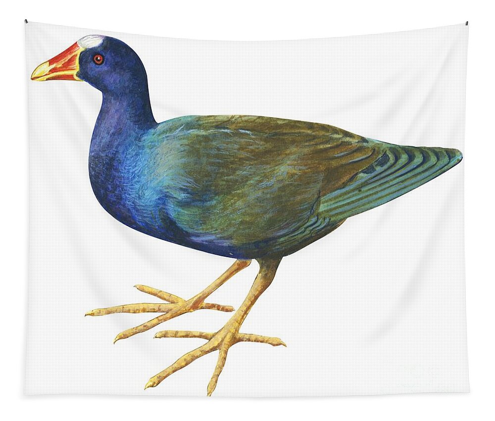 Purple Gallinule Tapestry featuring the drawing Purple gallinule by Anonymous