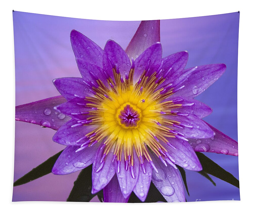 Water Llilies Tapestry featuring the photograph Purple by Heiko Koehrer-Wagner
