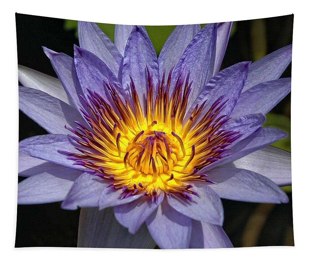 Purple Lotus Tapestry featuring the photograph Purple Lotus by George Buxbaum