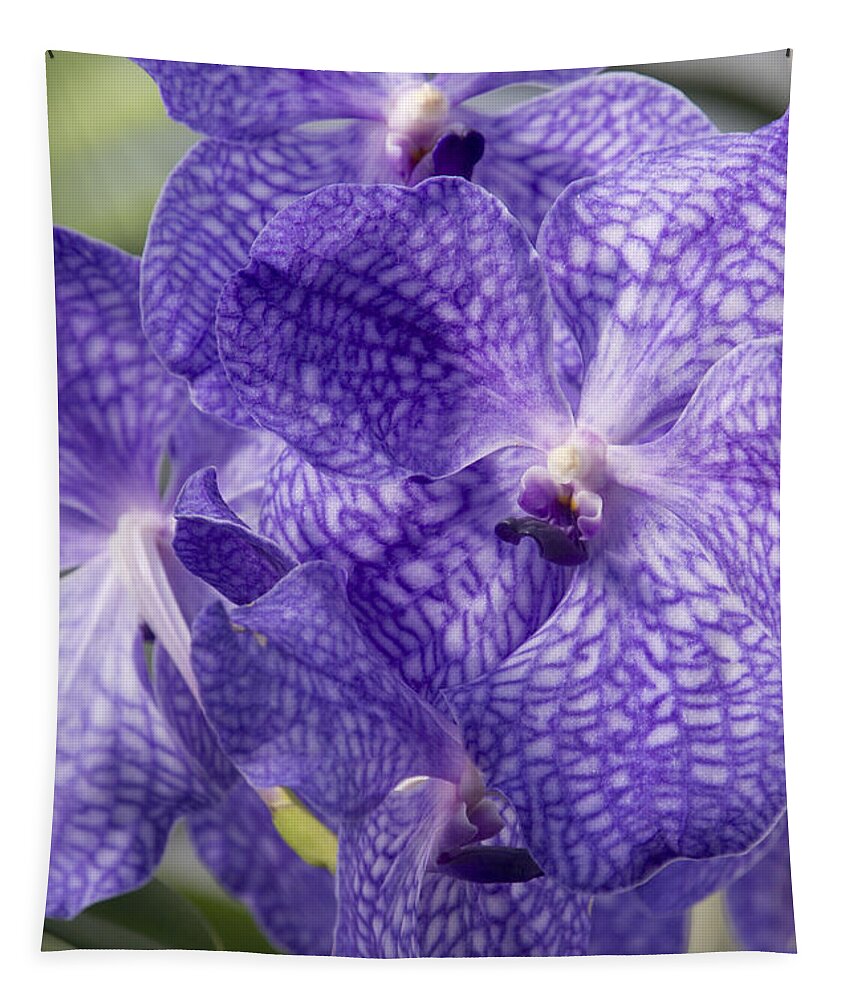 Orchids Tapestry featuring the photograph Purple orchids by Elena Perelman