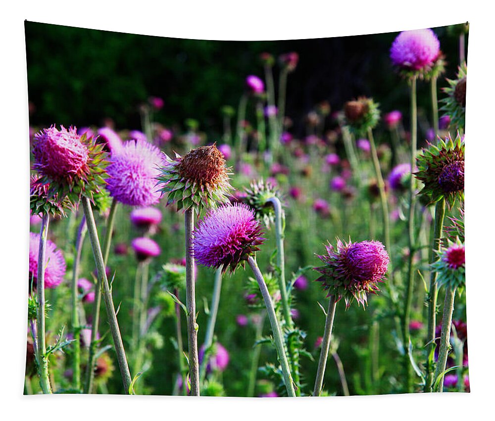 Landscape Tapestry featuring the photograph Purple Thistle by Toni Hopper