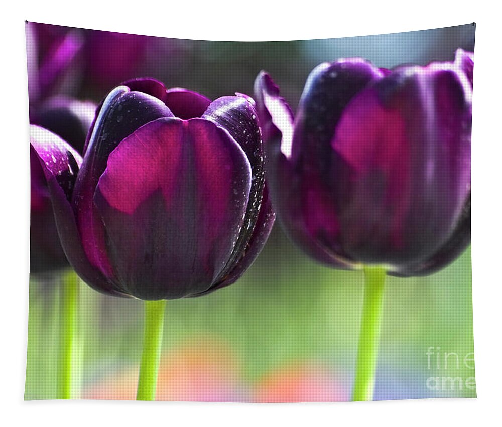 Tulip Tapestry featuring the photograph Purple tulips by Heiko Koehrer-Wagner
