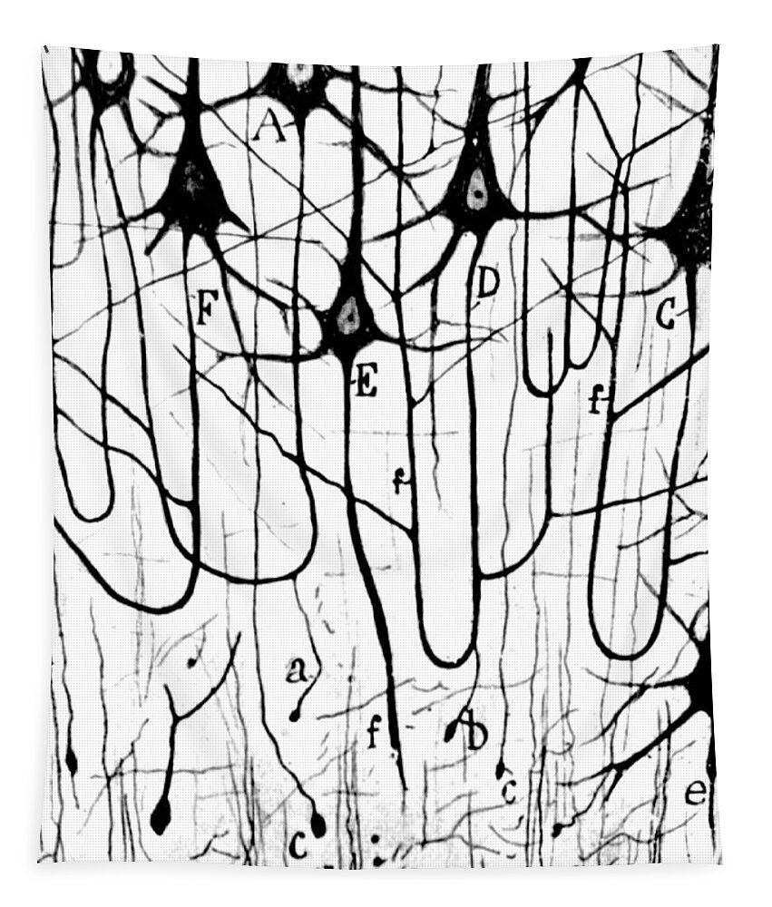 Ramon Y Cajal Tapestry featuring the photograph Pyramidal Cells Illustrated By Cajal by Science Source