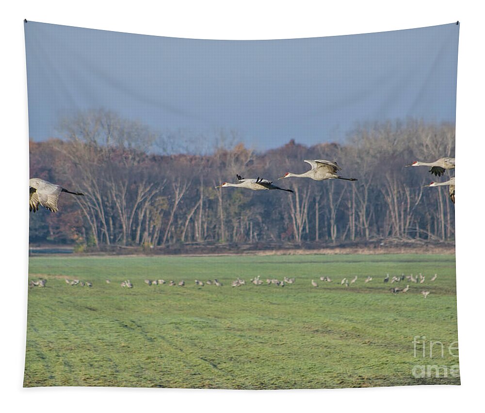 Sandhill Tapestry featuring the photograph Quidditch by Scott Wood
