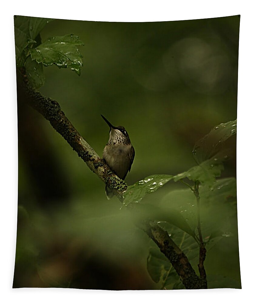 Hummingbird Tapestry featuring the photograph Quietly Waiting by Tammy Schneider