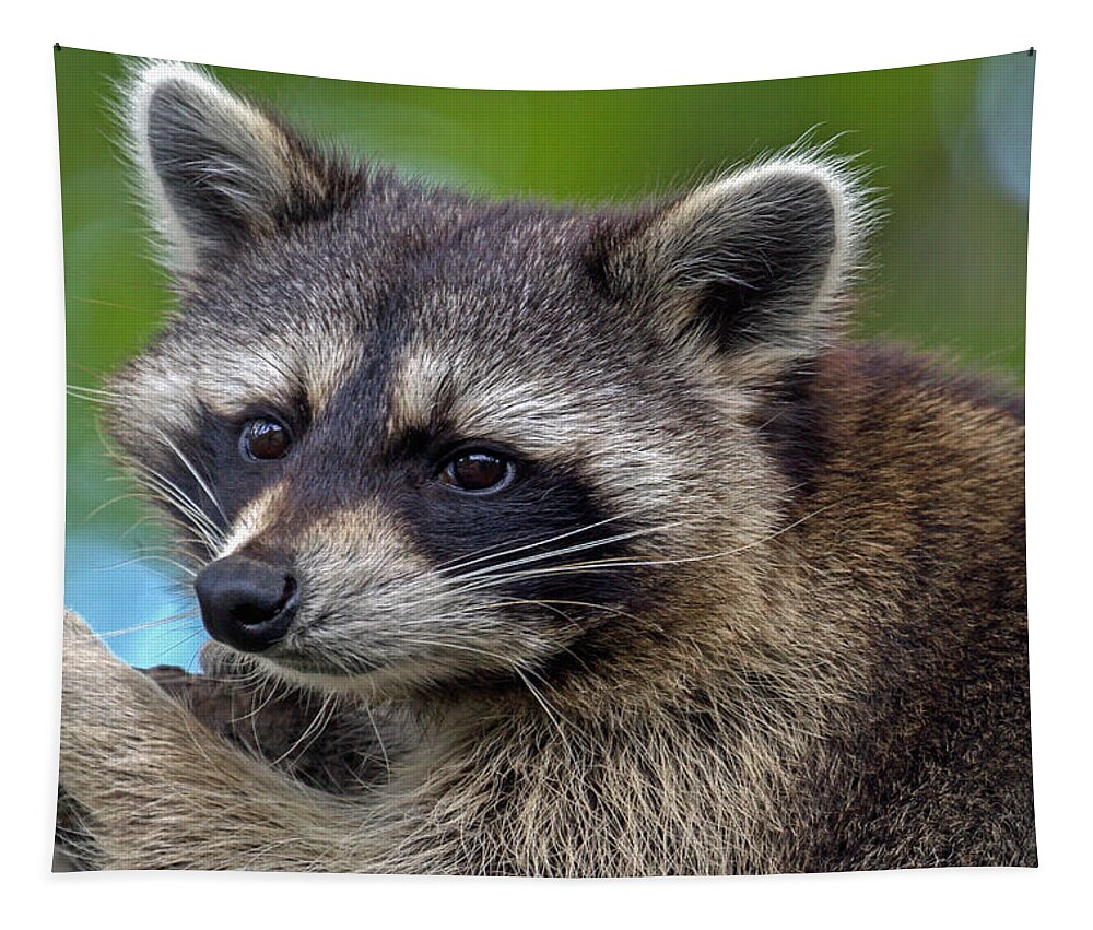 Raccoon Tapestry featuring the photograph Raccoon by Jerry Gammon