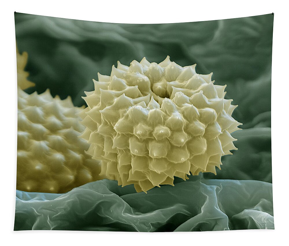 Allergen Tapestry featuring the photograph Ragweed Pollen by Eye of Science
