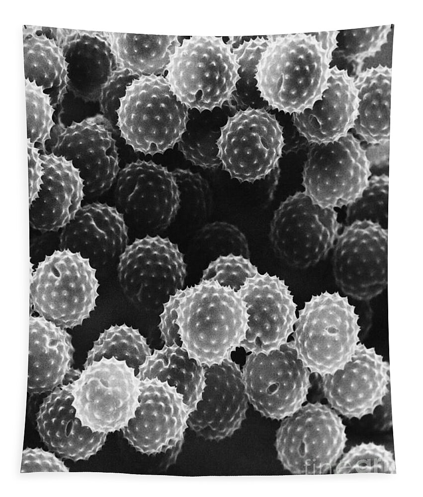 Science Tapestry featuring the photograph Ragweed Pollen Sem by David M. Phillips / The Population Council